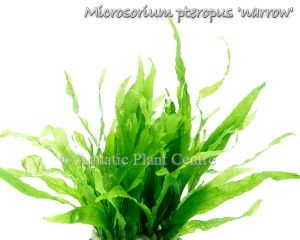 Microsorum pteropus narrow SAKSI - APC ÖN SİPARİŞ