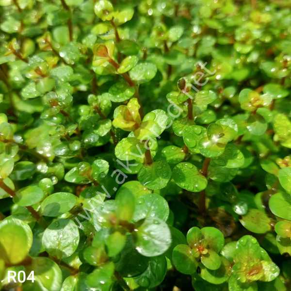Rotala ceylon BUKET