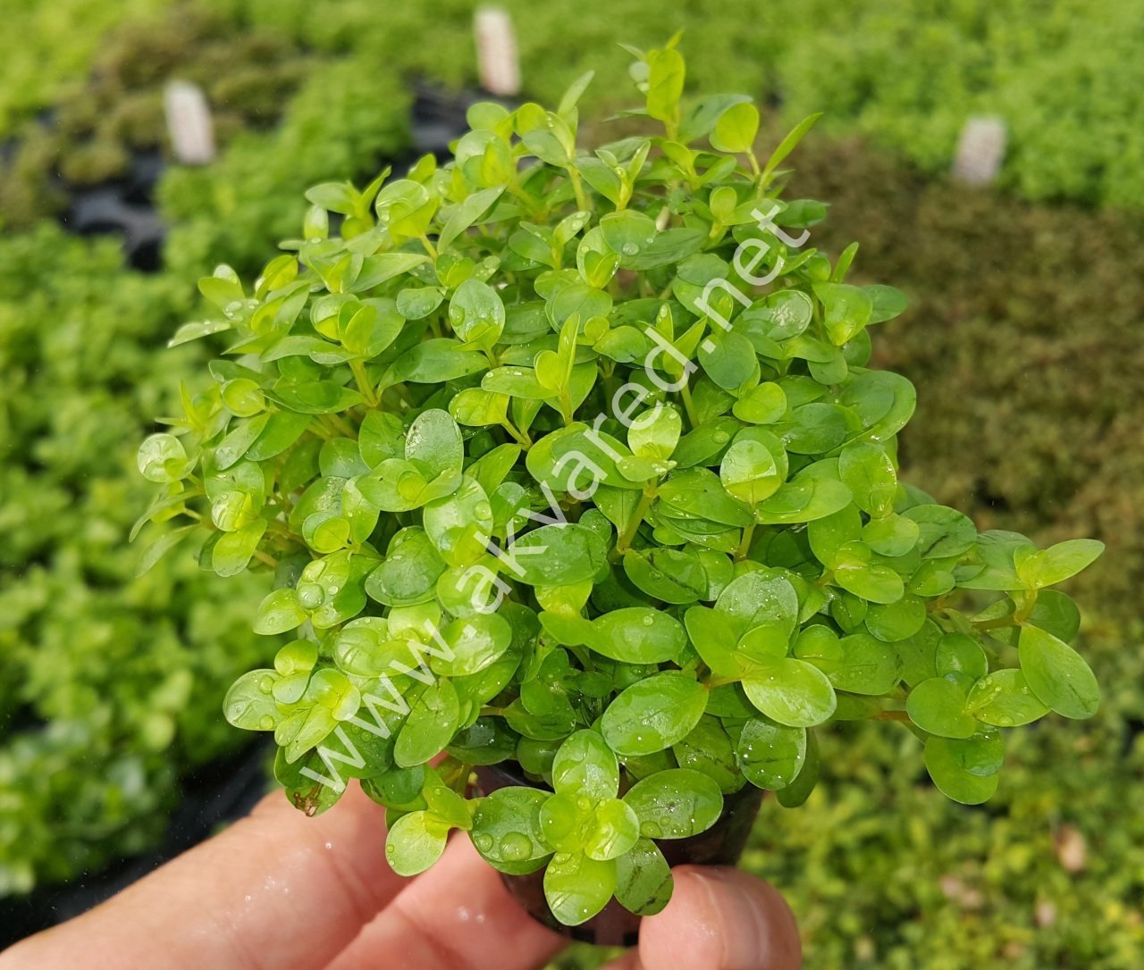 Rotala ceylon BUKET