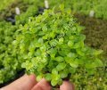Rotala ceylon BUKET 