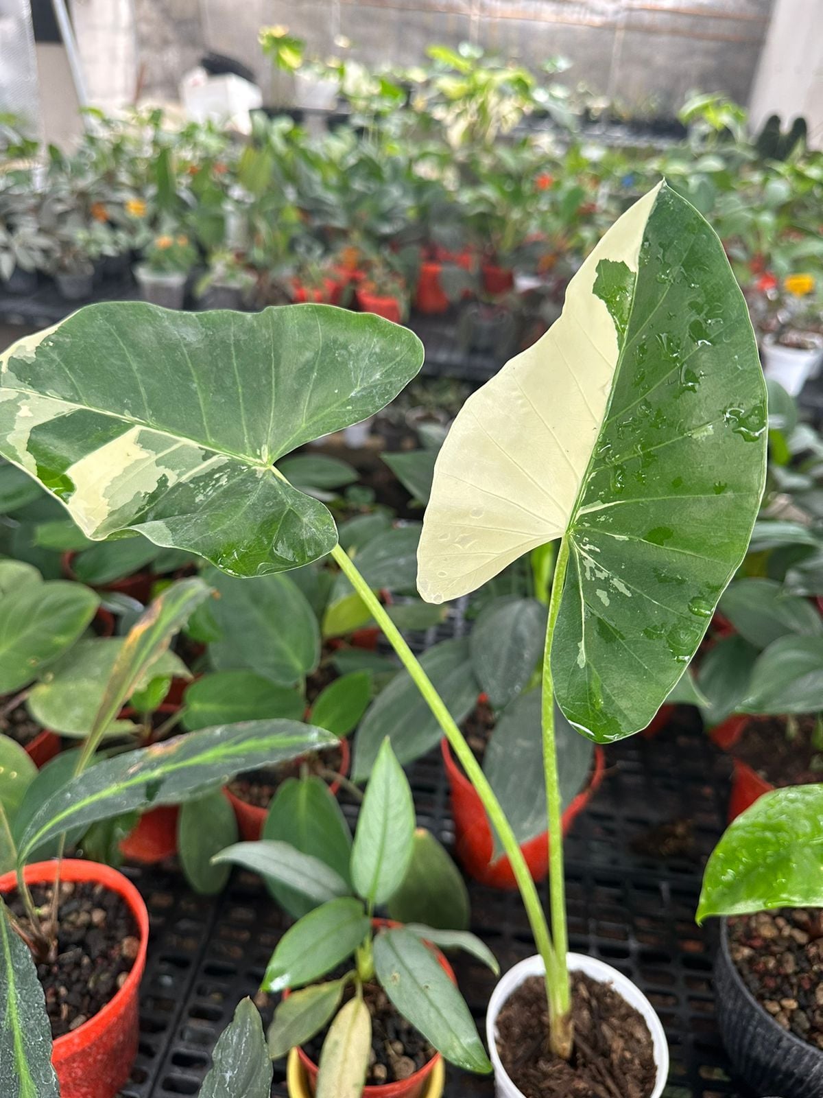 Alocasia variegated ÖN SİPARİŞ
