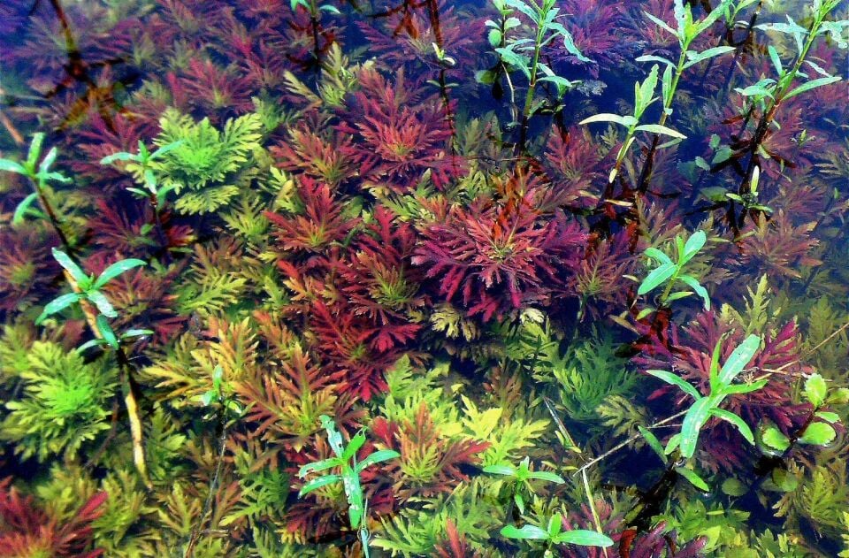 Hygrophila difformis red EX VITRO