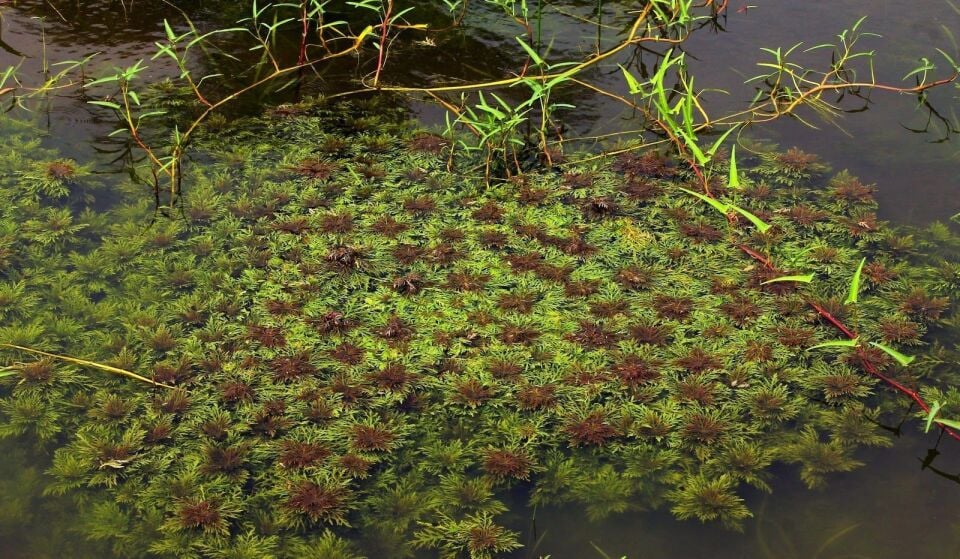 Hygrophila difformis red EX VITRO