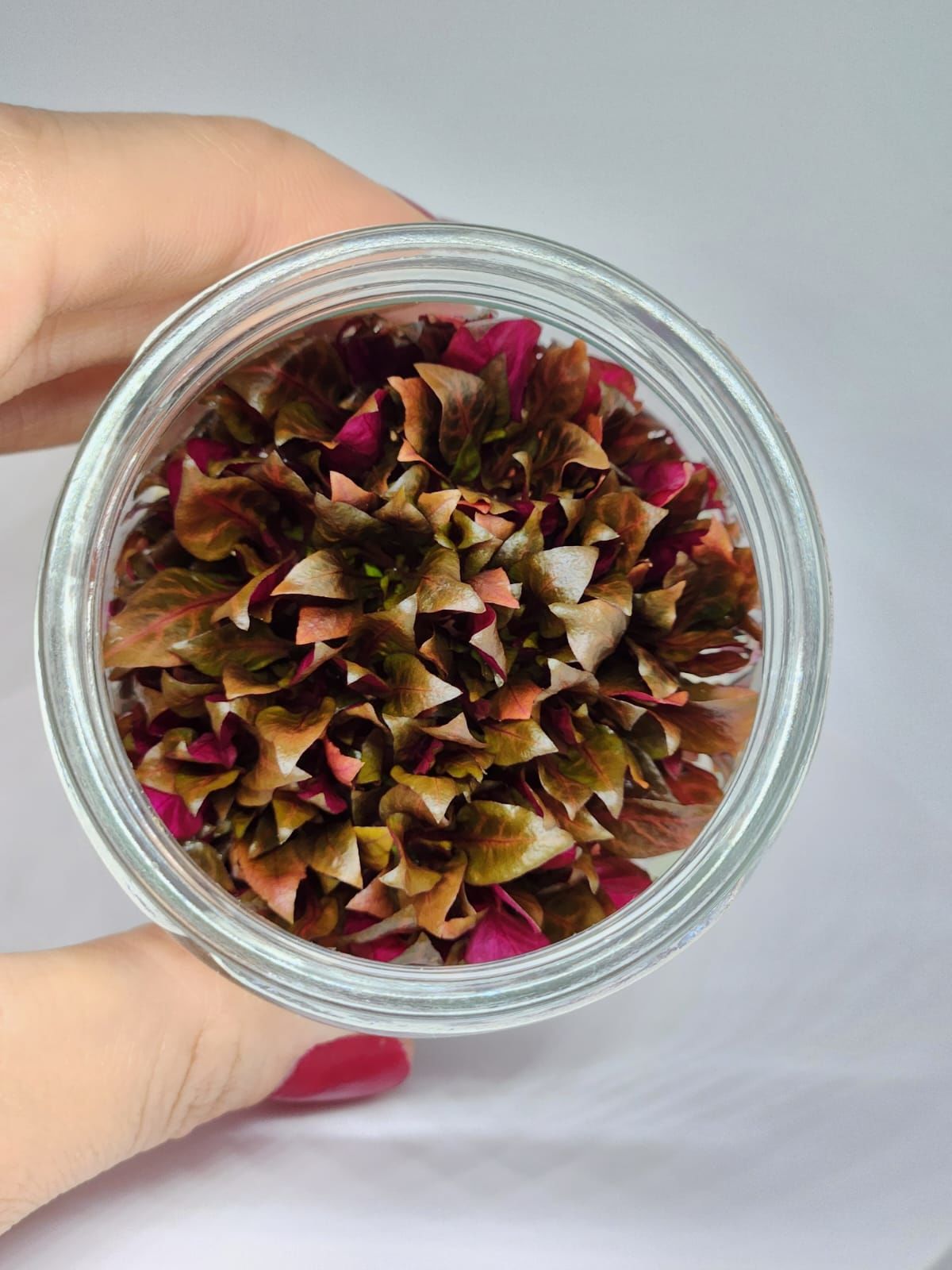 Alternanthera rosanervig IN VITRO JAR (KAVANOZ)