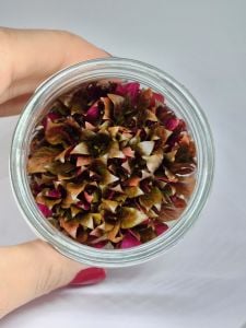 Alternanthera rosanervig IN VITRO JAR (KAVANOZ)