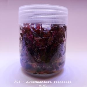Alternanthera reineckii mini IN VITRO JAR (KAVANOZ)