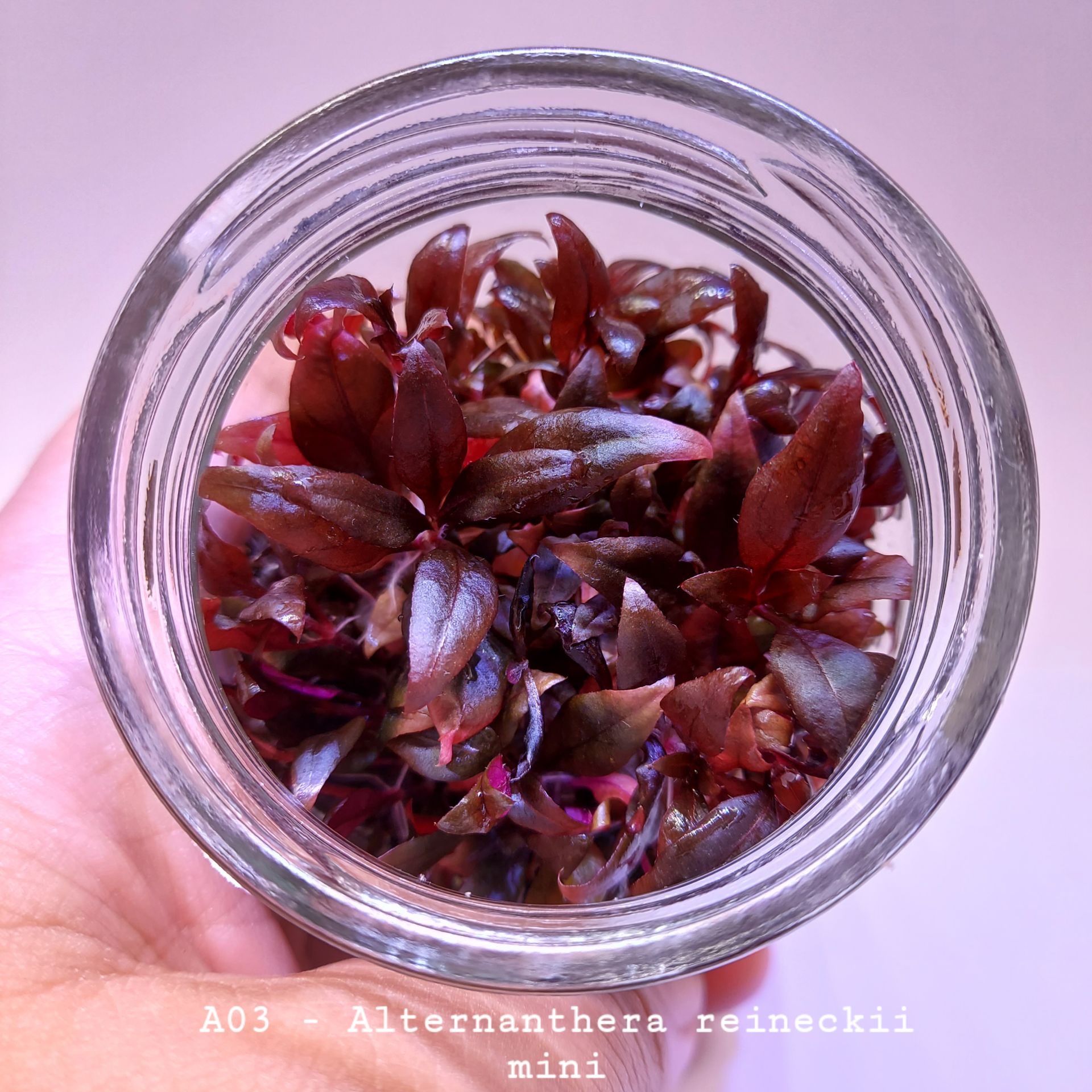 Alternanthera reineckii mini IN VITRO JAR (KAVANOZ)