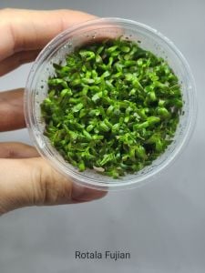 Rotala fujian IN VITRO JAR (KAVANOZ)