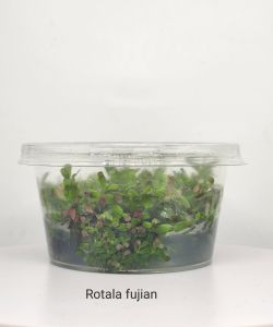 Rotala fujian IN VITRO JAR (KAVANOZ)