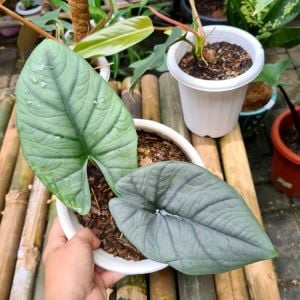 Alocasia Bisma (A. longiloba ‘Watsoniana’ x A. sanderiana )