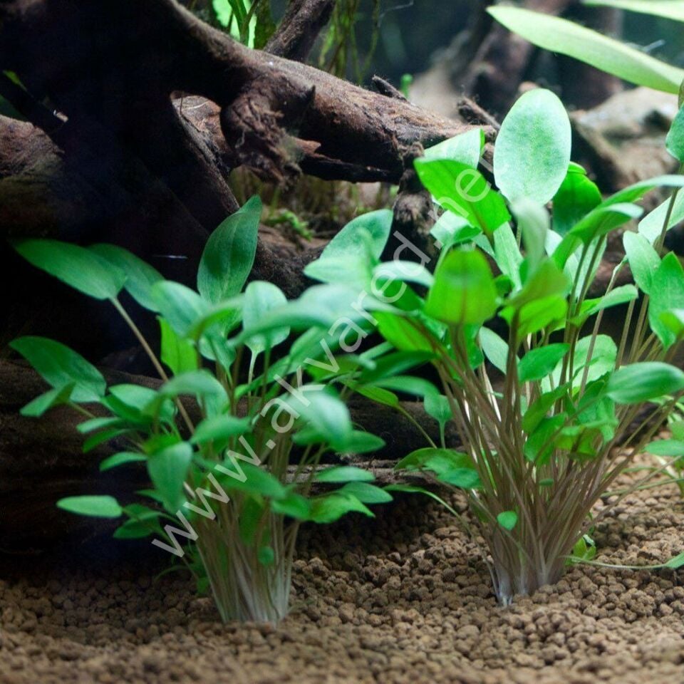 Cryptocoryne wendtii Green EX VITRO PLUS