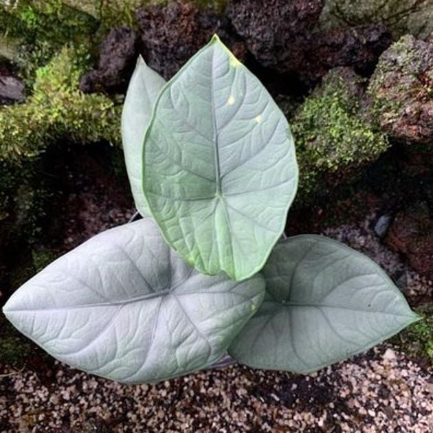 Alocasia chaii P.C. Boyce
