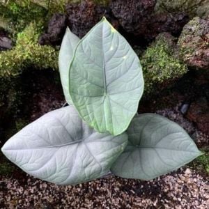 Alocasia chaii P.C. Boyce