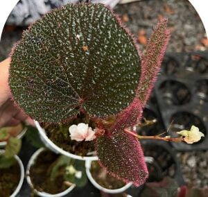 Begonia sp. Pink ÖN SİPARİŞ