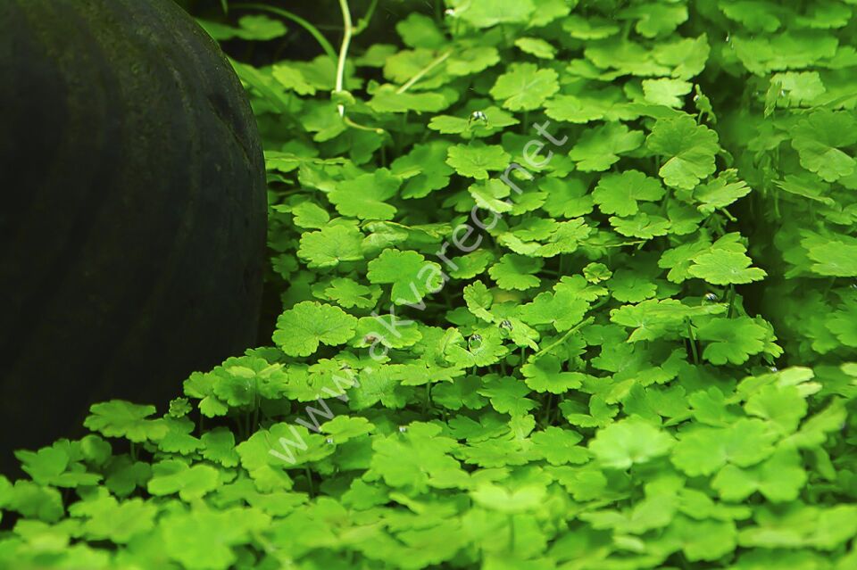 Hydrocotyle sibthorpioides EX VITRO PLUS