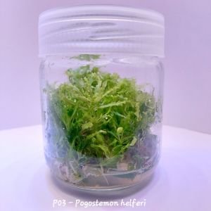 Pogostemon helferi IN VITRO JAR (KAVANOZ)