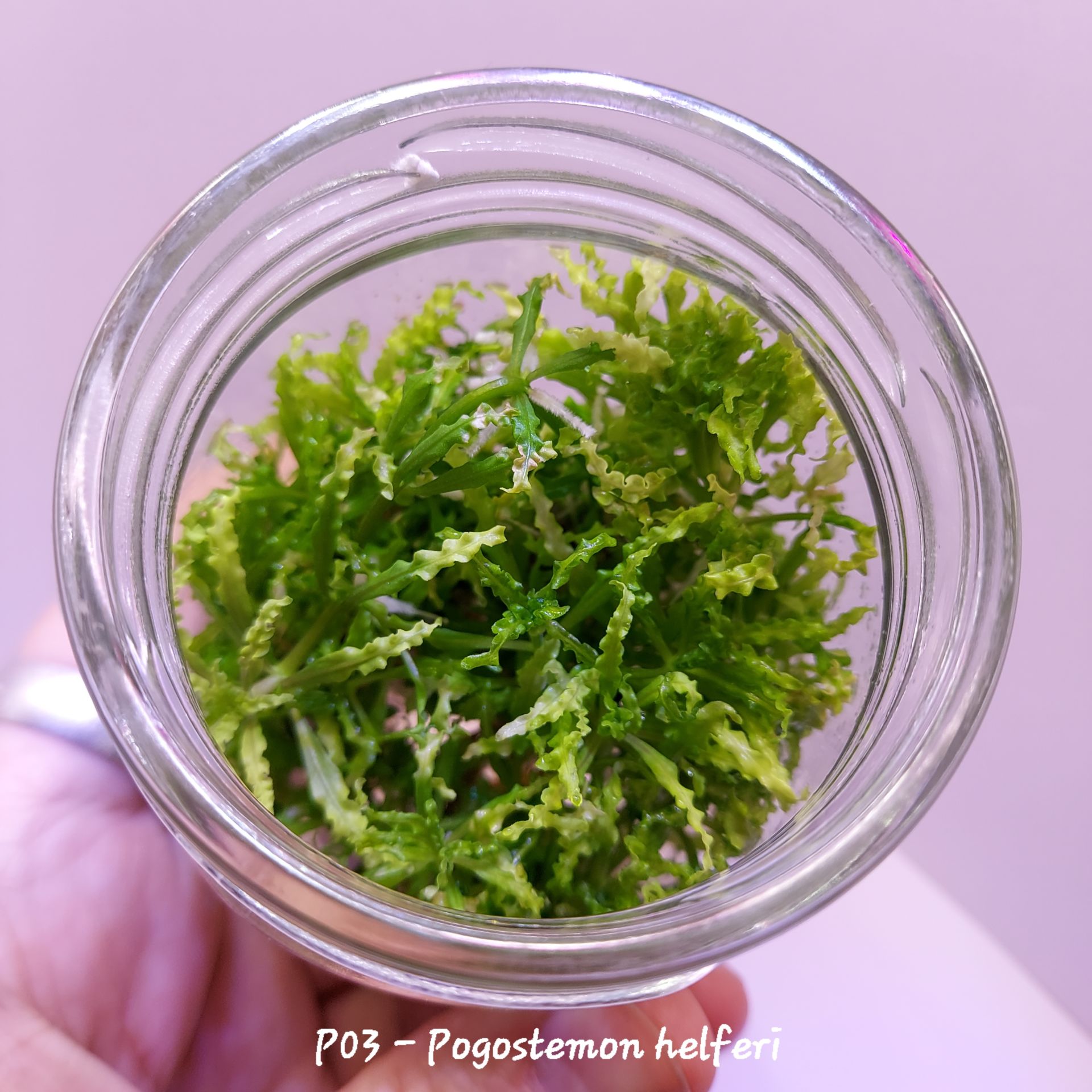 Pogostemon helferi IN VITRO JAR (KAVANOZ)