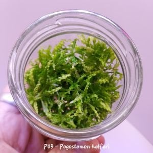 Pogostemon helferi IN VITRO JAR (KAVANOZ)