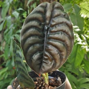 Alocasia cupprea K.Koch