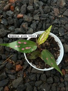 Begonia sp. Pink Tools ÖN SİPARİŞ