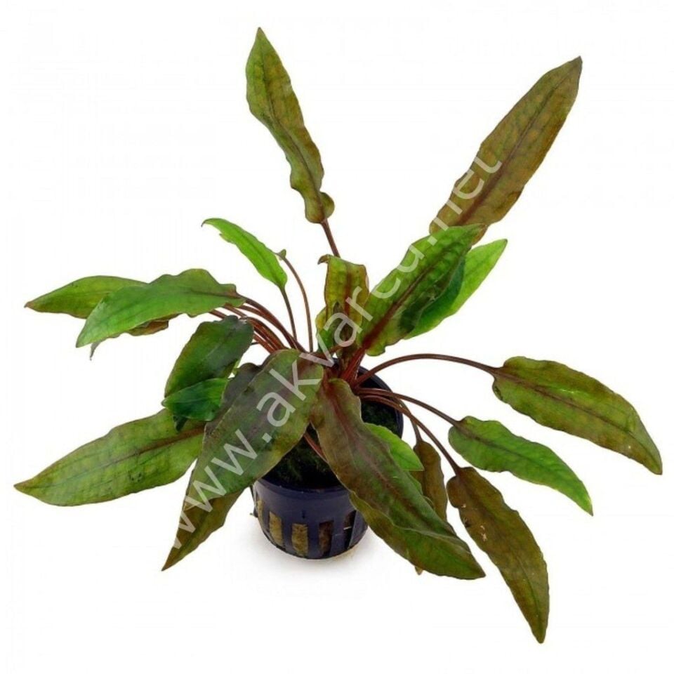 Cryptocoryne tropica EX VITRO PLUS