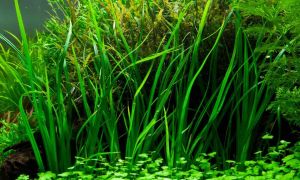 Cyperus papyrus BUKET