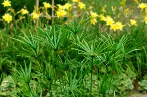 Cyperus papyrus