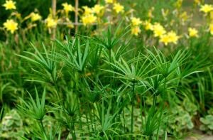 Cyperus papyrus