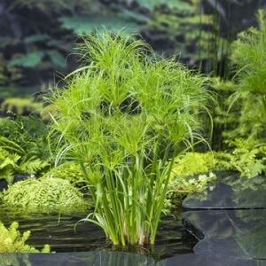 Cyperus papyrus 