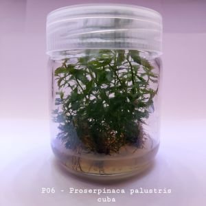 Proserpinaca palustris \'Cuba IN VITRO JAR (KAVANOZ)