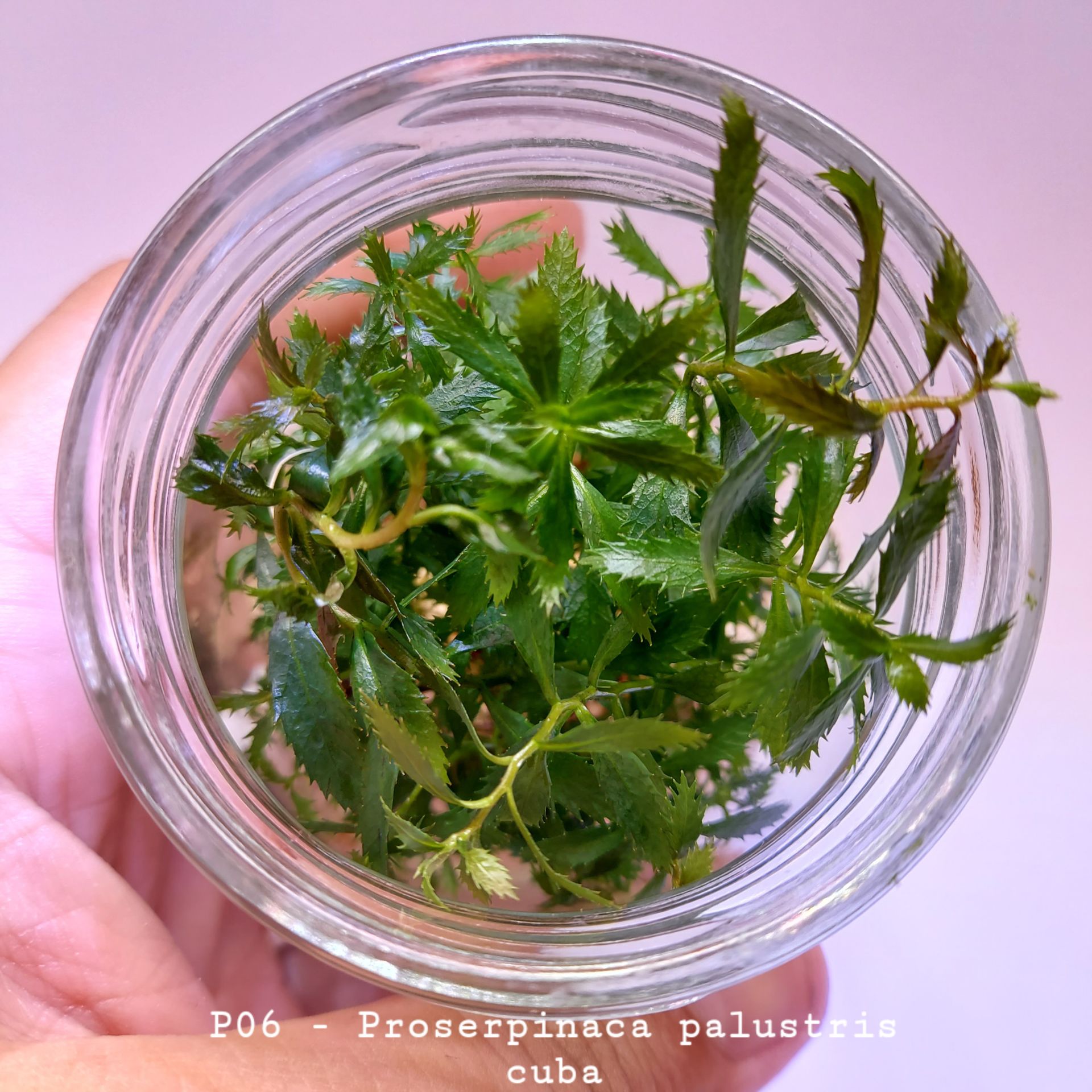 Proserpinaca palustris \'Cuba IN VITRO JAR (KAVANOZ)