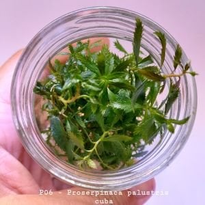Proserpinaca palustris \'Cuba IN VITRO JAR (KAVANOZ)
