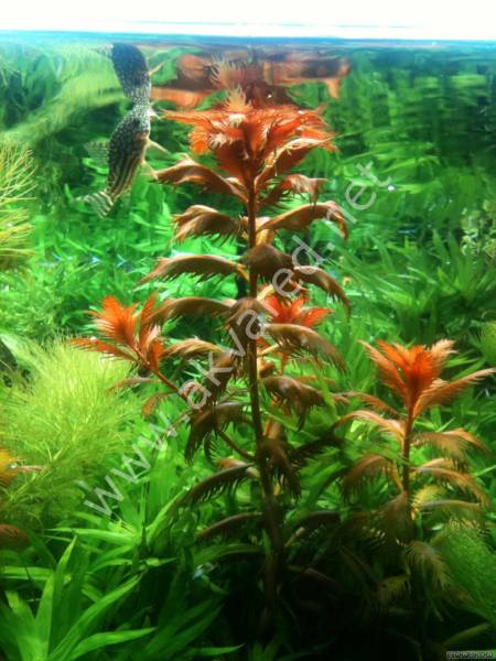 Proserpinaca palustris \'Cuba IN VITRO JAR (KAVANOZ)