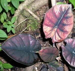 Alocasia infernalis P.C.Boyce