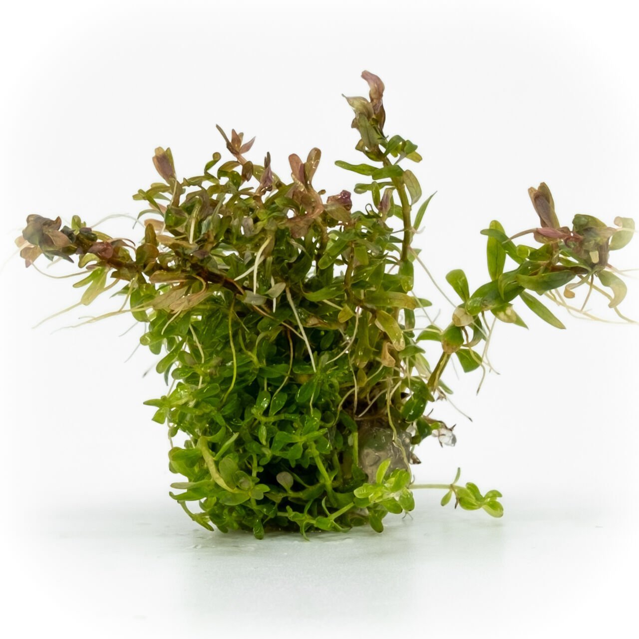 Rotala H'ra EXVITRO