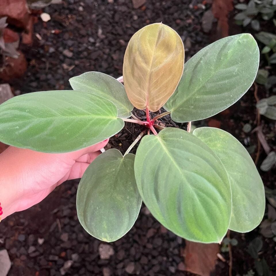 Homalomena lingga ÖN SİPARİŞ