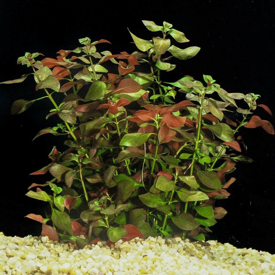 Ludwigia repens (Gül) EX VITRO PLUS