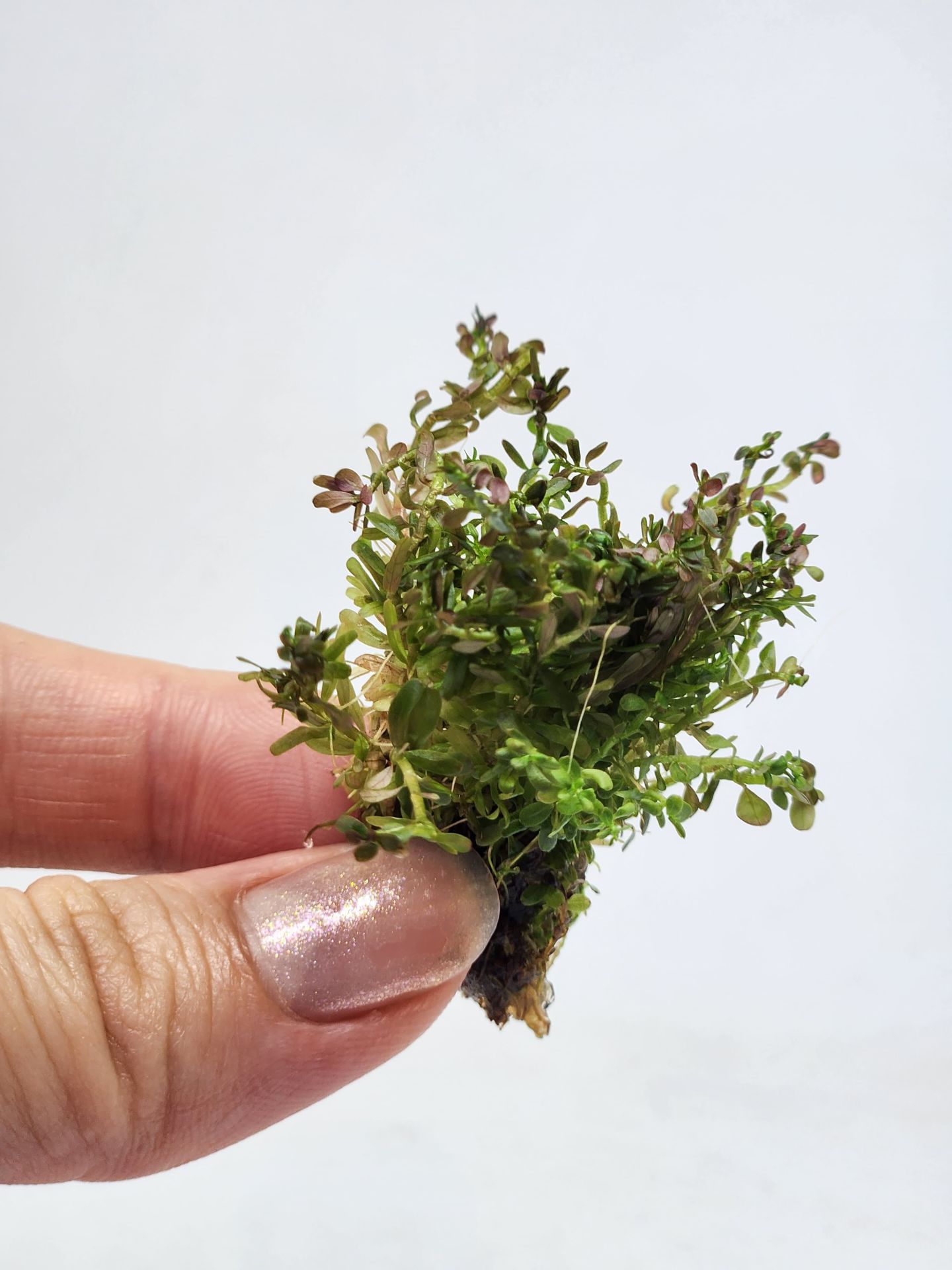 Rotala H'ra EXVITRO