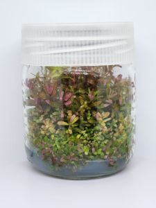 Rotala macrandra mini pink IN VITRO JAR (KAVANOZ)
