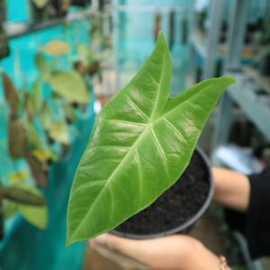 Alocasia longiloba Miq.