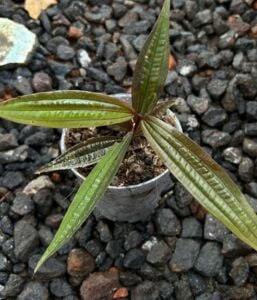 Piper red serimbu ÖN SİPARİŞ