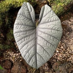 Alocasia nebula A.Hay.
