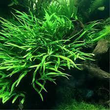 Microsorum pteropus narrow mini SAKSI