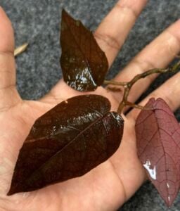 Piper spider ÖN SİPARİŞ