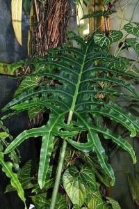 Alocasia porte Schott.