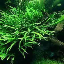 Microsorum pteropus philippine SAKSI