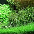 Rotala indica green BUKET