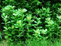 Rotala green BUKET