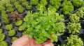 Rotala green BUKET