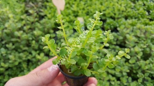 Rotala indica green BUKET